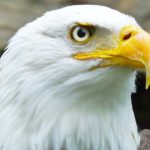 La administración Trump debilita la Ley de Especies en Peligro de Extinción porque, Dinero