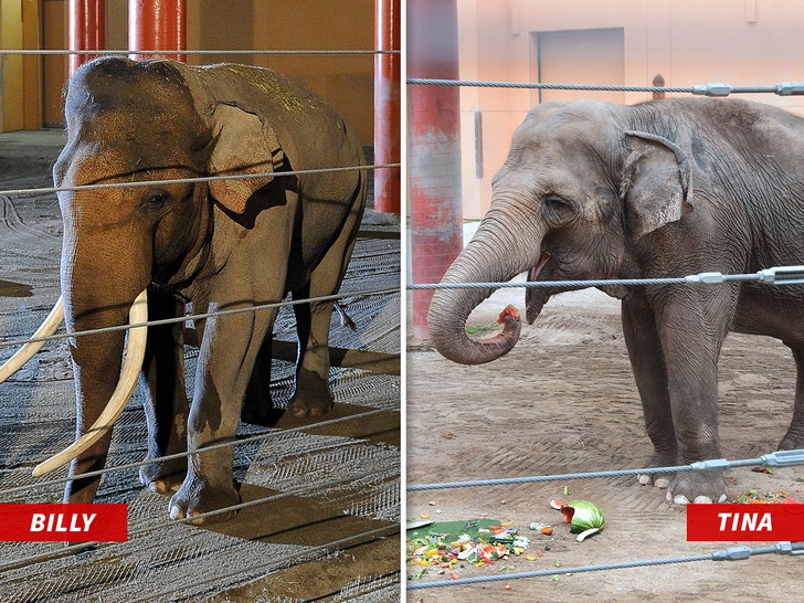 billy-and-tina-elephants-la-zoo-getty-1
